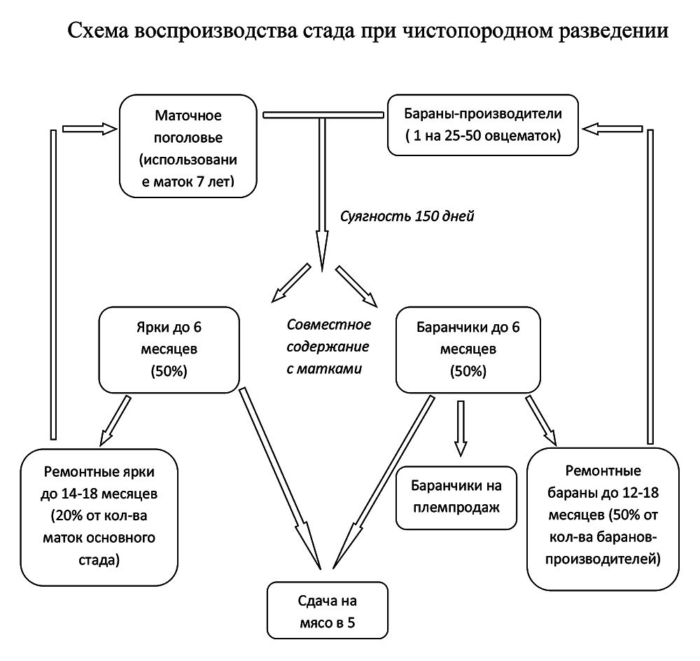 Схема технологии производства продукции овцеводства